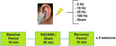 Optimization of respiratory-gated auricular vagus afferent nerve stimulation for the modulation of blood pressure in hypertension